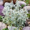 Stachys byzantina ist3