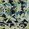 STACHYS 'BYZANTINA' kak1