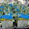 STACHYS 'BYZANTINA' kak