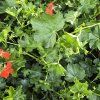 Pelargonium tirol červený kak1