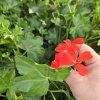 Pelargonium tirol červený kak2