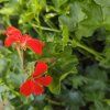 Pelargonium tirol červený kak