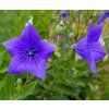 PLATYCODON GRANDIFLORUS shut2