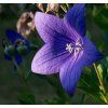 PLATYCODON GRANDIFLORUS shut