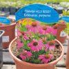 ECHINACEA PURPUREA 'POWWOW WILD BERRY' (ECHINACEA) kak