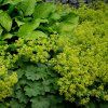 ALCHEMILLA MOLLIS 'IRISH SILK' IST1