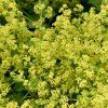 ALCHEMILLA MOLLIS 'IRISH SILK' IST2