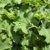 ALCHEMILLA MOLLIS 'IRISH SILK' kak2