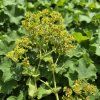 ALCHEMILLA MOLLIS 'IRISH SILK'kak1
