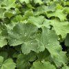 ALCHEMILLA MOLLIS 'IRISH SILK' kak3