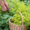 ALCHEMILLA MOLLIS 'IRISH SILK'_istock