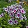 PHLOX PANICULATA 'SWIZZLE' kak2