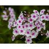 PHLOX PANICULATA 'SWIZZLE' shut1