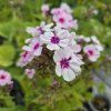 PHLOX PANICULATA 'SWIZZLE' kak
