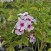 PHLOX PANICULATA 'SWIZZLE' kak1