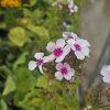 PHLOX PANICULATA 'SWIZZLE' kak2