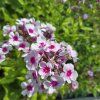 PHLOX PANICULATA 'SWIZZLE' kak1