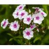PHLOX PANICULATA 'SWIZZLE' shutt