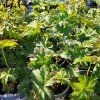 GERANIUM SYLVATICUM 'BAKER'S PINK kak2