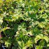 GERANIUM SYLVATICUM 'BAKER'S PINK kak3