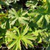 GERANIUM SYLVATICUM 'BAKER'S PINK kak1
