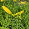 HEMEROCALLIS 'HAPPY RETURNS' kak5