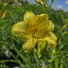 HEMEROCALLIS 'HAPPY RETURNS' kak6