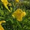 HEMEROCALLIS 'HAPPY RETURNS' kak7
