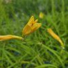 HEMEROCALLIS 'HAPPY RETURNS' kak