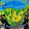 HEMEROCALLIS 'HAPPY RETURNS kak1