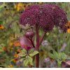 ANGELICA GIGAS shutt1