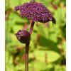 ANGELICA GIGAS shutt3