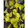 EPIMEDIUM × RUBRUM 'GALADRIEL' (KRPČIARKA ČERVENÁ) kak1