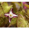 EPIMEDIUM × RUBRUM 'GALADRIEL shut