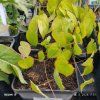 EPIMEDIUM × RUBRUM 'GALADRIEL' (KRPČIARKA ČERVENÁ) kak