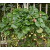 FRAGARIA × ANANASSA 'DEEP ROSE' shutt