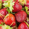 FRAGARIA × ANANASSA 'DEEP ROSE' (JAHODA)_shut
