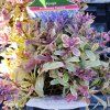 AJUGA REPTANS 'PRINCESS NADIA' kak2
