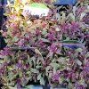 AJUGA REPTANS 'PRINCESS NADIA' kak3