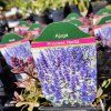AJUGA REPTANS 'PRINCESS NADIA' kak1