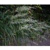 CALAMAGROSTIS BRACHYTRICHA shut1
