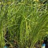 CALAMAGROSTIS BRACHYTRICHA kak2