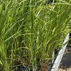 CALAMAGROSTIS BRACHYTRICHA kak1