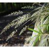 CALAMAGROSTIS BRACHYTRICHA shut