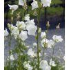 CAMPANULA PERSICIFOLIA 'TAKION WHITE' shut1