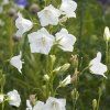 CAMPANULA PERSICIFOLIA 'TAKION WHITE' shut