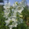 CAMPANULA PERSICIFOLIA 'TAKION WHITE' shut