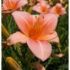 HEMEROCALLIS 'BED OF ROSES' shut