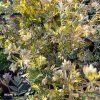 POLEMONIUM REPTANS 'GOLD FEATHERS' kak2