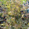 POLEMONIUM REPTANS 'GOLD FEATHERS' kak3